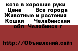 кота в хорошие руки › Цена ­ 0 - Все города Животные и растения » Кошки   . Челябинская обл.,Челябинск г.